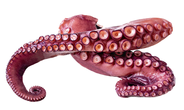 ²Pulpo 